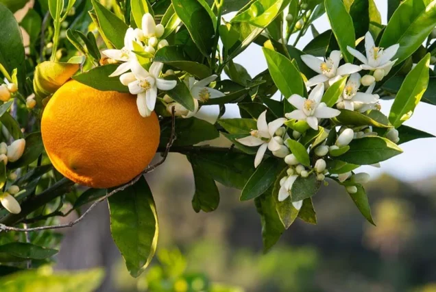 adana portakal çiçeği festivali